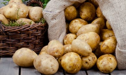 Krompir, temelj svetovne prehrane